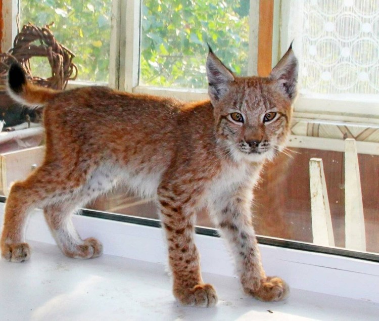 Бобкэт Рысь