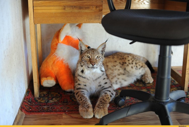 Экзотические домашние животные для квартиры